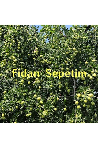 4 Yaş Aşılı İri Meyveli Hünnap Fidanı