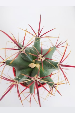 Ferocactus Emoryi Nadide Tür Tekli Özel Kaktüs 8.5 CM