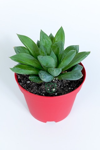 Haworthia Cuspidata Yıldız Sukulent Star Window Yeşil Gül 8.5 Cm