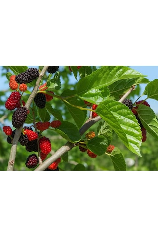 Mojo Berry Siyah Bodur Dut Fidanı 1-2 Yaş