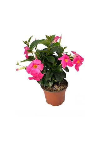 Renkli Mandevilla Sandavilla Sarmaşık Bitkisi 30 60cm Pembe Beyaz Renk Çiçekli