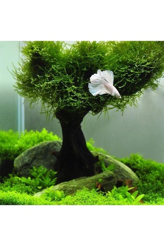Vesicularia Dubyana Java Moss 10x10cm Canlı Bitki Genel