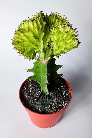 Tr Euphorbia Cristata Variegata Koleksiyon Kaktüs Canlı Bitki