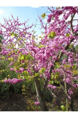 Erguvan Ağacı Tohumu 5 Tohum