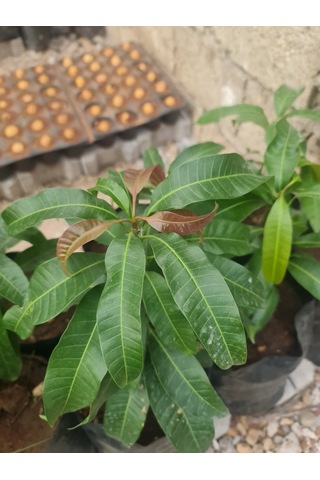 Mango Fidanı Mangifera İndica L.. 50-60 Cm. Tüplü