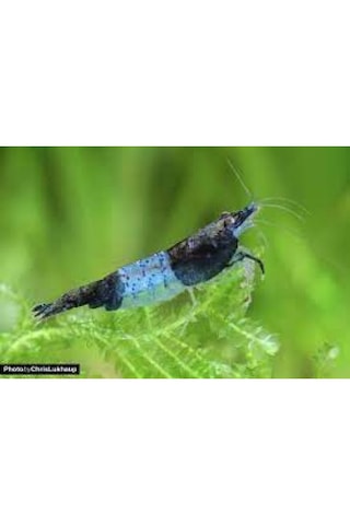Rili Karides Karbon 4 Ad 1-1.2 Cm