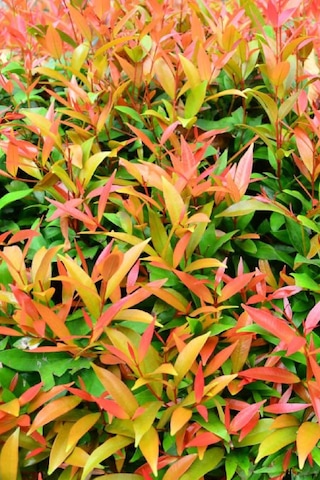 Alev Çalısı Fidanı Çit Bitkisi Photinia 80-90 Cm