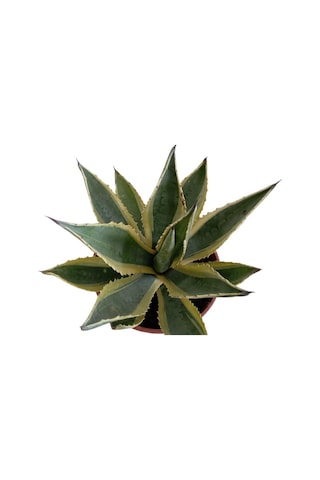 Agave Americano Bitkisi