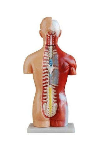 Ece İnsan Vücudu Modeli Torso 42cm 18 Parça Cinsiyetsiz Gerçekçi