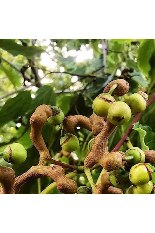 Japon Kuru Üzüm Şeker Ağacı Hovenia Dulcis Fidanı 2-3 Yaş Arası