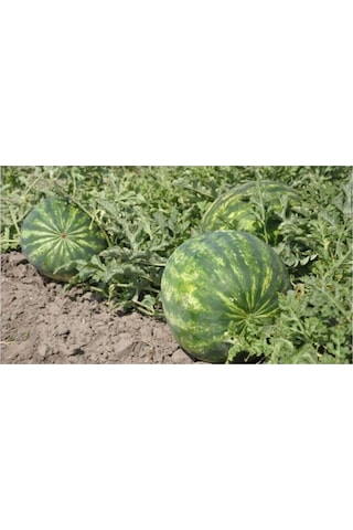 Adana Karpuz Tohumu 5 Adet Organik Tohum
