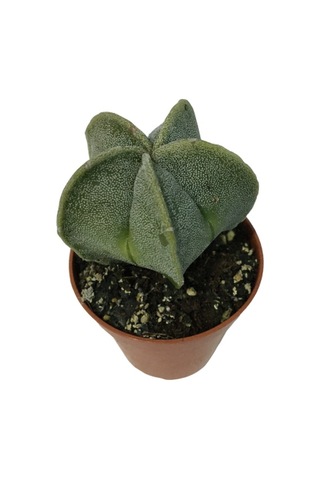 Nadir Kaktüs - Astrophytum Myriostigma - Astro Kaktüs