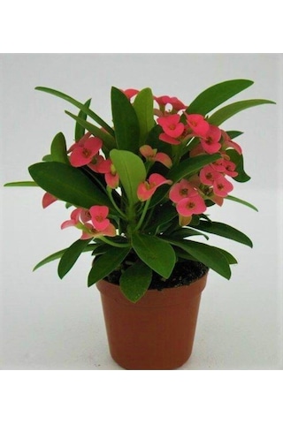 Euphorbia Dikenler Tacı Pembe Renk Ithal Kaktüs Ev Ofis Iç Mekan Bitkisi 12 Cm