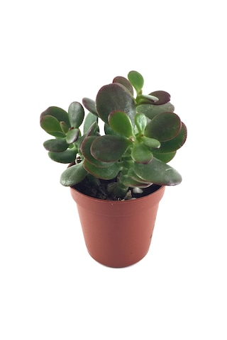 Crassula Ovata 'Minor' (Sukulent) Ø5,5 CM Y0-10 CM