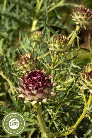 Yörem Afyon Doğanın Arınma Detoksu Hakiki Enginar Yaprağı Cynara Scolymus 60gr.