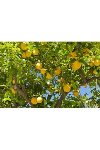 3 Yaş Grande Jumbo Limon Fidanı