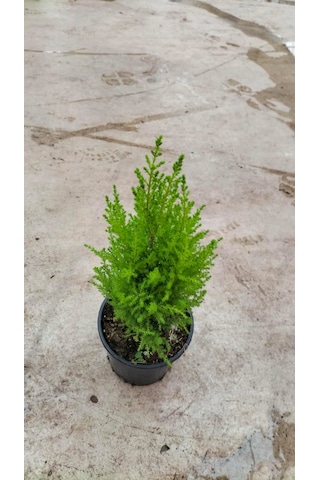 Limon Selvi 30-40 Cm