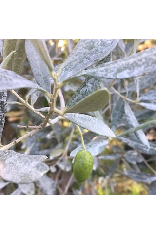 Kaokil Tarımsal Kaolin Kili 25 KG