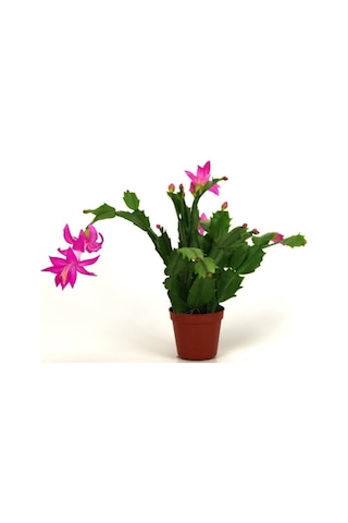 Serada Decor Plant Mor Yılbaşı Çiçeği Fidanı Saksılı