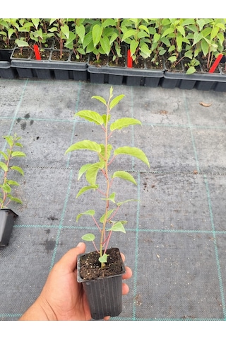 Mini Kivi 2 Adet Kırmızı+yeşil