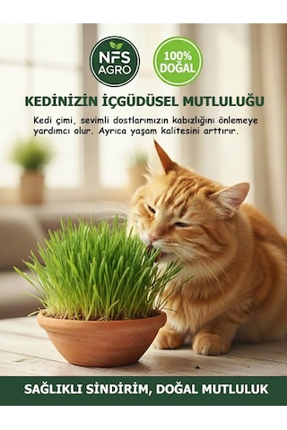 Kedi Çimi Tohumu - 100 Gram Kedi Çimi Tohumu