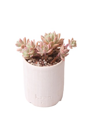 Sedeveria Markus Variegata - Sukulent Haangarden