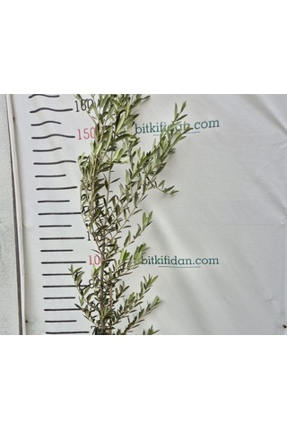 3 Yaş Arbequina Zeytin Fidanı