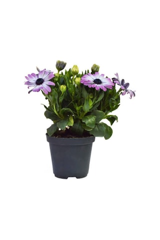 Videolu Mor 1 Adet Bodrum Papatyası Saksılı 40-55cm Purple Bodrum Daisy