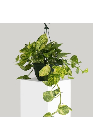 Salon Sarmaşığı Pothos -  Ev Ofis Bitkisi