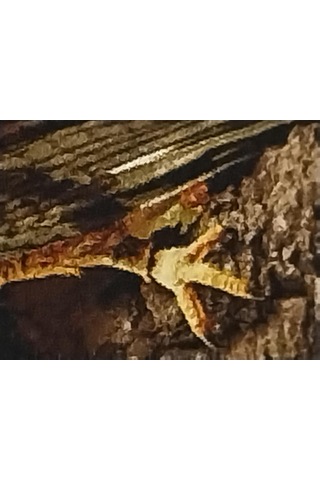 İran El Dokuması Tablo Halı Şahin Ebat: 40 X 76 Cm Çok Renkli