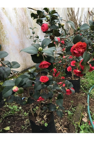 Kırmızı Kamelya 45--60 Cm Tüplü