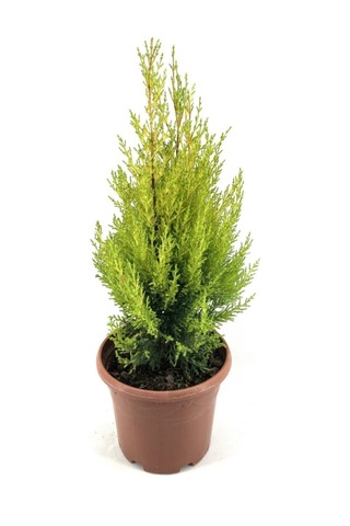 Videolu Ithal Limoni Servi Fidanı 3 Adet 30-50cm Saksılı/ Tüplü Cupressus Macrocarpa