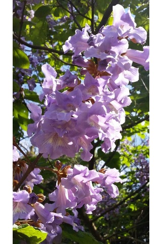 Pavlonya Fidanı / Çin Kavağı Paulownia Tomentosa