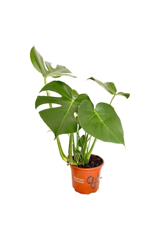 Videolu Deve Tabanı Geniş Yapraklı 1 Adet Saksılı 60-100cm Iç Mekan Bitkisi Monstera Deliciosa