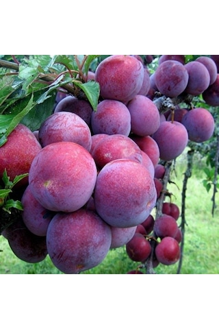 Tüplü Yarı Bodur Yemesi Güzel Briton Erik Fidanı