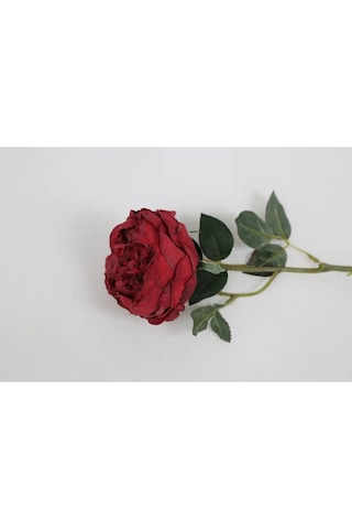 Kırmızı Austın Gülü 60cm Alev Kırmızı
