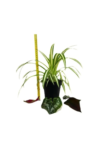 Chlorophytum Comosum Kurdele Çiçeği 25-35  CM