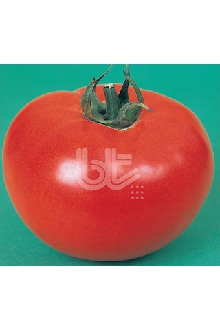 Domates Tohumu 2121 25 GR Ort 10000 Adet Tohum
