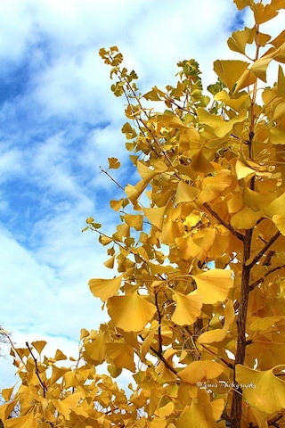 Mabet Ağacı Ginkgo Biloba Fidanı 15 25 Cm Boy - 2 Yaş