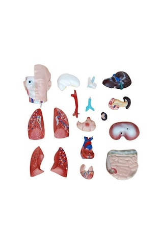 Ece İnsan Vücudu Modeli Torso 42cm 18 Parça Cinsiyetsiz Gerçekçi