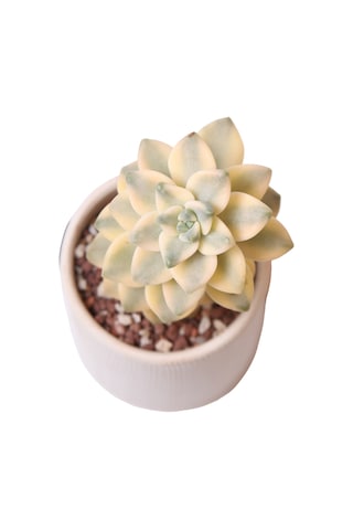 Echeveria Apricoat Beauty - Sukulent Haangarden