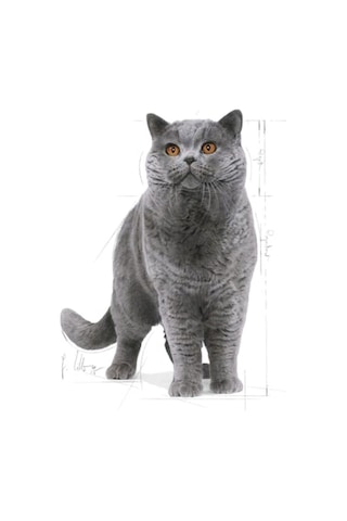 Royal Canin British Shorthair Adult Kedi Kuru Maması 2 Kg