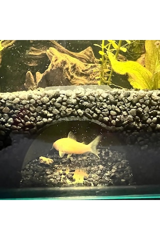 Eklemli Kemik Ejderha Figürü Hareketli Koleksiyon Oyuncağı V