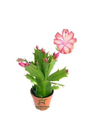 Kırmızı Renk Yılbaşı Çiçeği Schlumbergera Truncata 1 Adet Saksılı