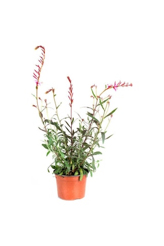 Leylandi Çamı+ Gaura Çiçeği 2'li Set Dış Mekan Bitkisi