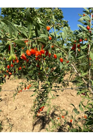 2 Adet Gojiberry Fidanı Gojiberryturkiye Farkıyla 1 Yaş 100 Cm
