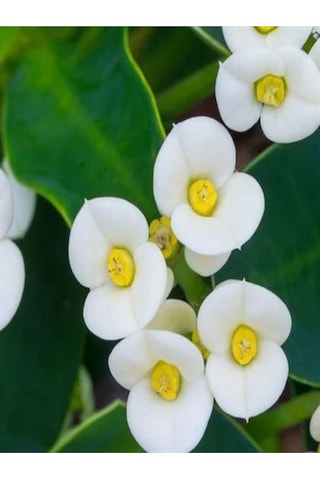 Ithal Beyaz Renkli 1 Adet Milli Dikenler Tacı Çiçeği Fidanı 15-30cm Saksılı Euphorbia