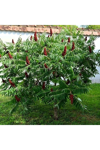 Doğal Sumak Tohumu 20 Adet 1 Paket
