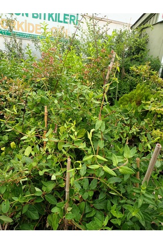 Yeşil Deniz Fidancılık Hanımeli Çiçeği Fidanı 100-150 Cm