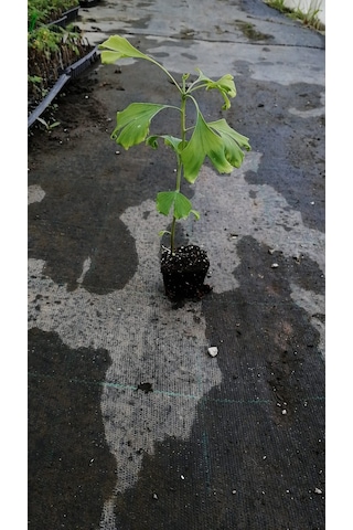 Tüplü Ginkgo Biloba Mabet Ağacı Fidanı